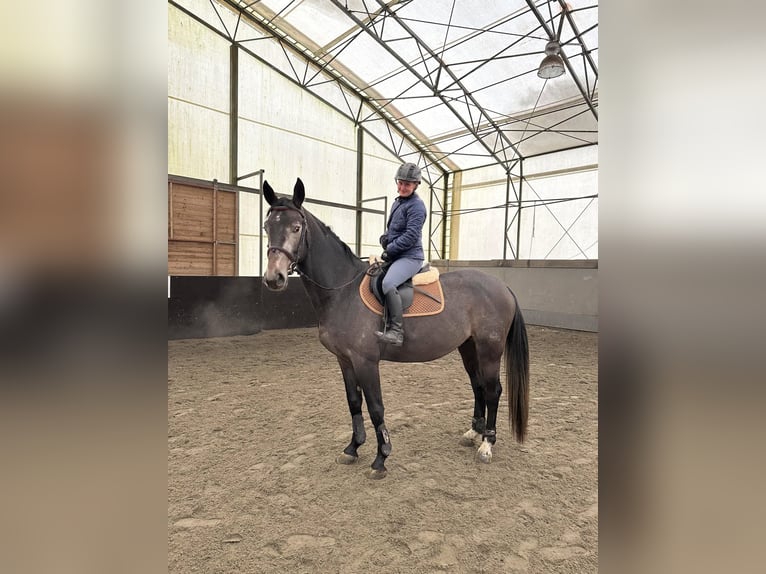 Classic Pony / Pony Classico Stallone 5 Anni 165 cm Grigio in &#x10C;esk&#xE1; Republika