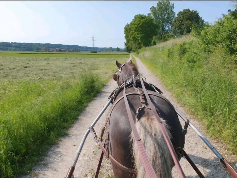 Classic Pony Ruin 10 Jaar 115 cm Donkere-vos in Freilassing