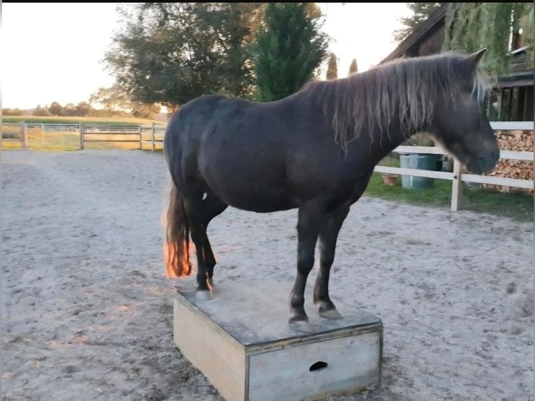 Classic Pony Ruin 10 Jaar 115 cm Donkere-vos in Freilassing