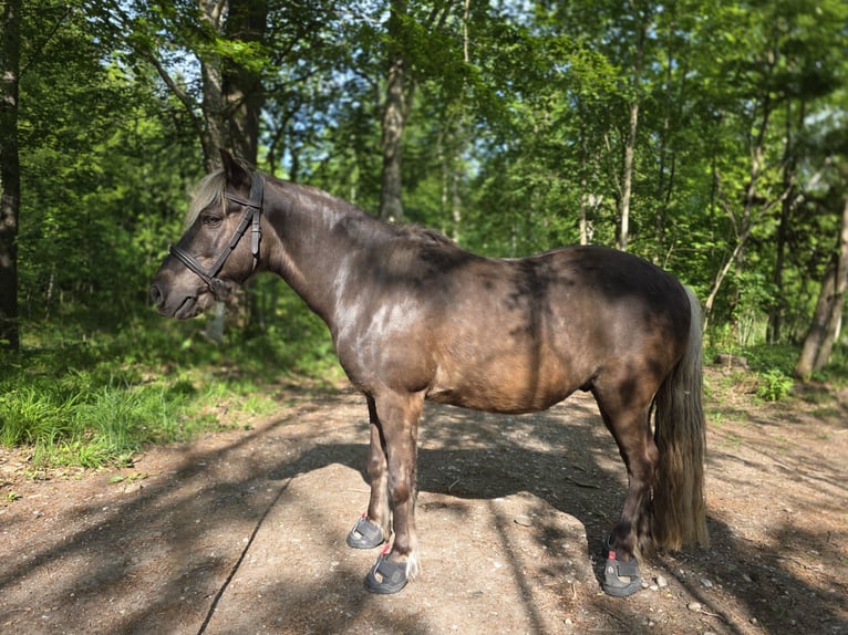 Classic Pony Ruin 10 Jaar 115 cm Donkere-vos in Freilassing