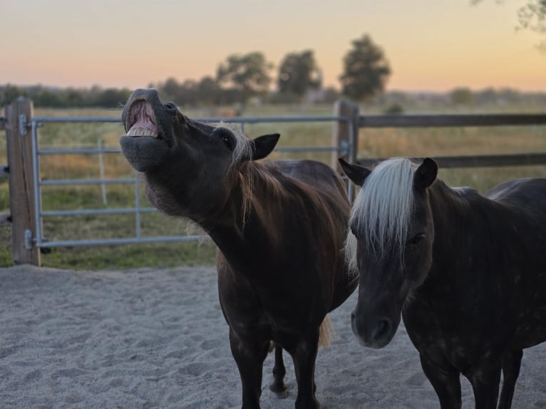 Classic Pony Ruin 10 Jaar 115 cm Donkere-vos in Freilassing