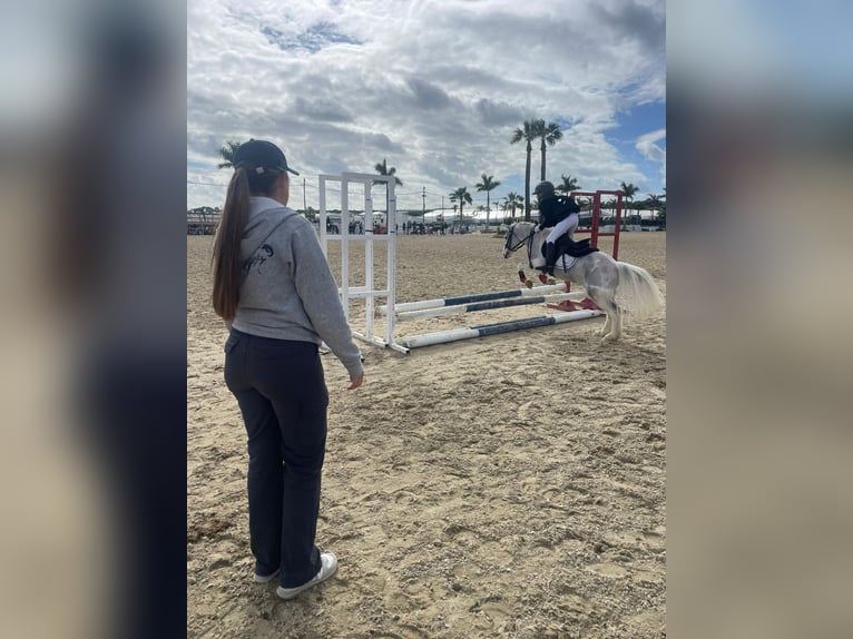 Classic Pony Ruin 11 Jaar 110 cm Gevlekt-paard in Chiclana De La Frontera