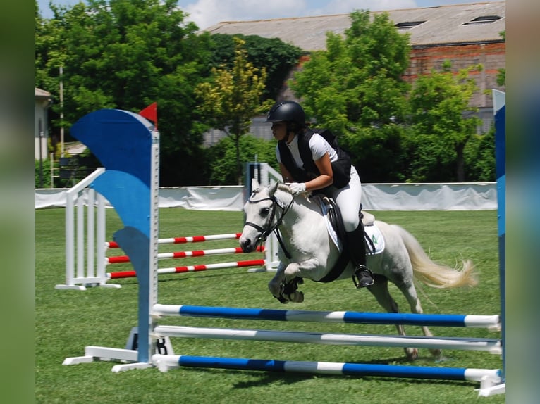 Classic Pony Ruin 11 Jaar 110 cm Gevlekt-paard in Chiclana De La Frontera
