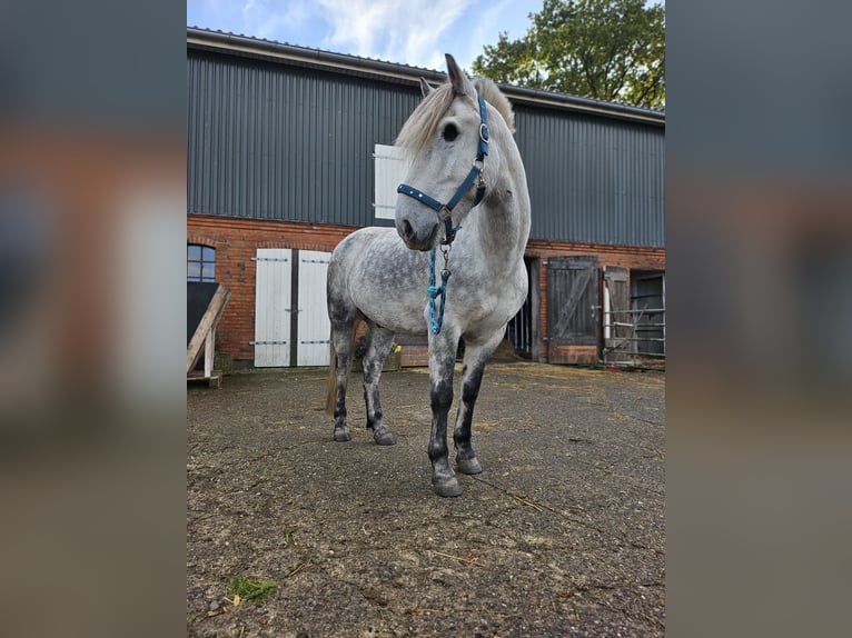 Classic Pony Mix Ruin 11 Jaar 140 cm Blauwschimmel in Flensburg