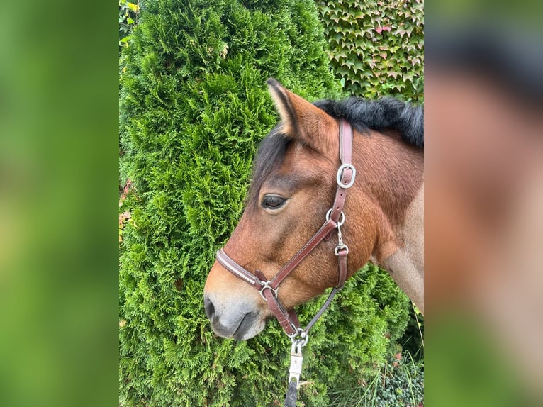 Classic Pony Mix Ruin 11 Jaar 140 cm Bruin in St.Georgen an der Gusen
