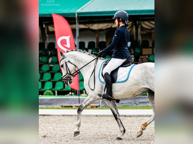Classic Pony Ruin 11 Jaar 148 cm Schimmel in Facimiech