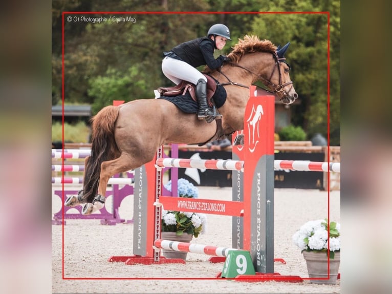 Classic Pony Ruin 11 Jaar 149 cm Vos in Mons