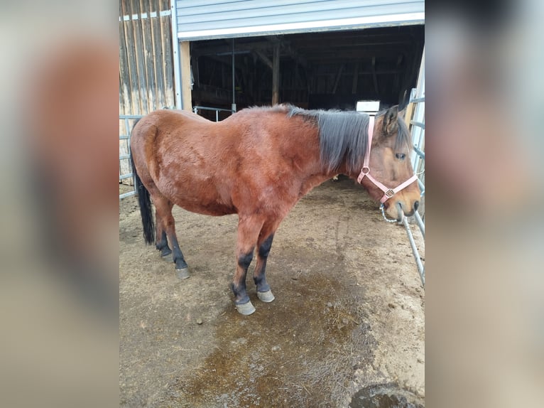 Classic Pony Ruin 12 Jaar 143 cm Bruin in Ricken SG