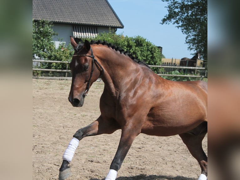 Classic Pony Ruin 13 Jaar 146 cm Bruin in Tomeilla