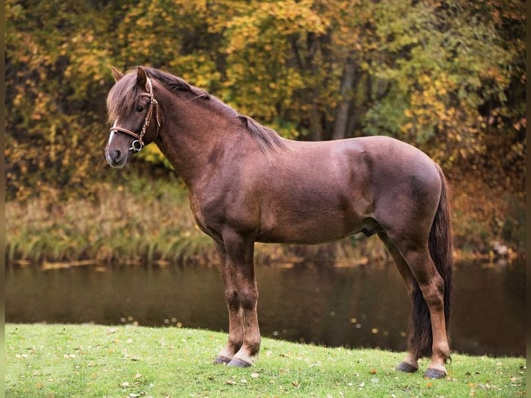 Classic Pony Ruin 14 Jaar 143 cm Donkere-vos in Rakvere
