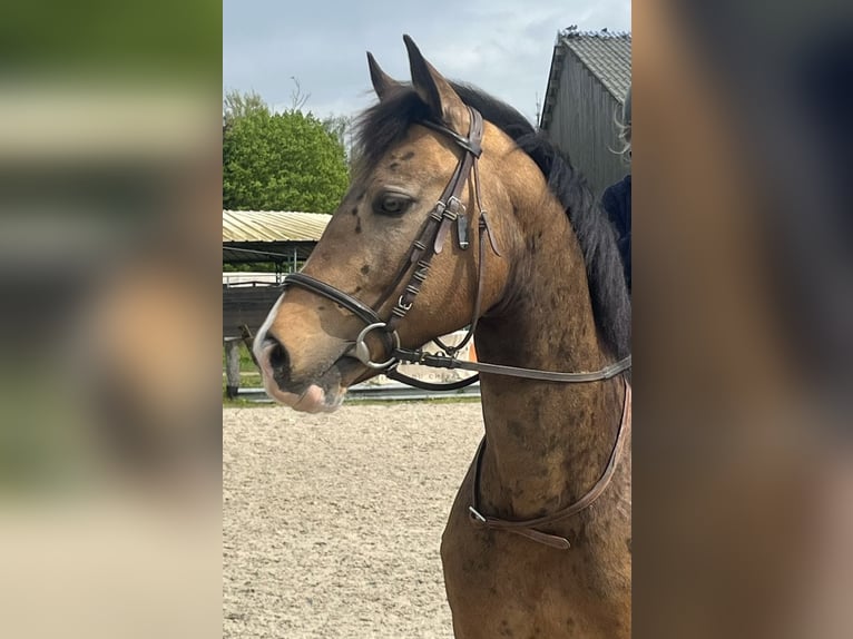 Classic Pony Ruin 14 Jaar 148 cm Falbe in Chauffry