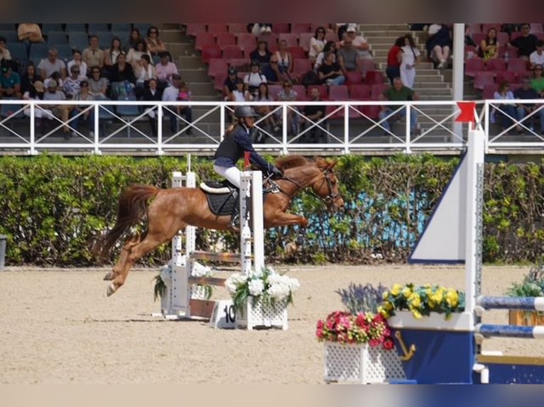 Classic Pony Ruin 15 Jaar 140 cm Vos in Sant Esteve De Palautordera