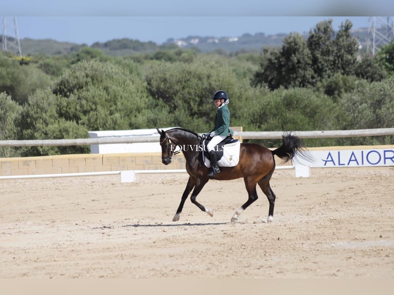Classic Pony Ruin 15 Jaar Zwart in Muro