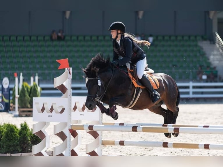 Classic Pony Ruin 16 Jaar 135 cm Donkerbruin in Kaunas