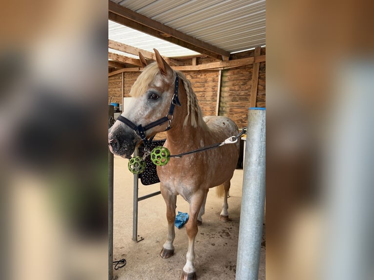 Classic Pony Ruin 18 Jaar 145 cm Appaloosa in Châtillon en dunois