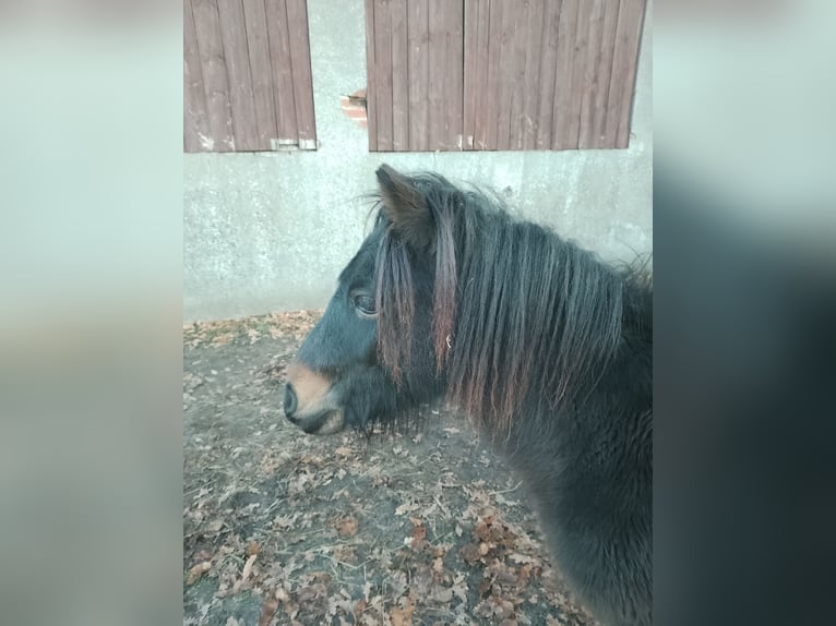 Classic Pony Ruin 2 Jaar 95 cm in Achim