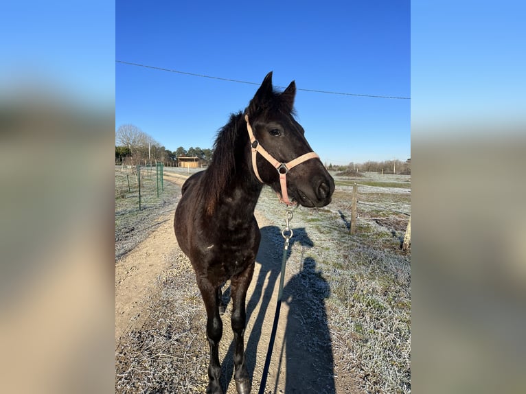 Classic Pony Ruin 2 Jaar in Bonnut