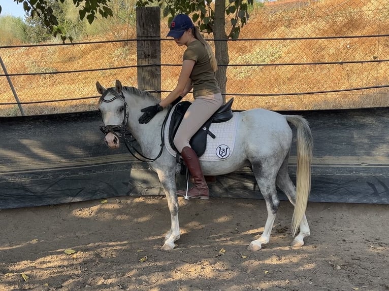 Classic Pony Ruin 3 Jaar 125 cm Appelschimmel in Villanueva Del Rio Y Minas