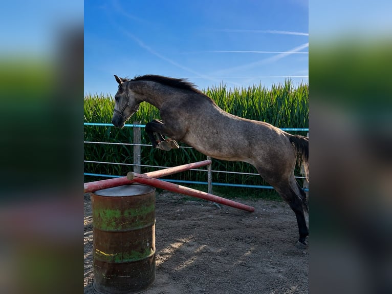 Classic Pony Ruin 3 Jaar 150 cm Brown Falb schimmel in Helpfa