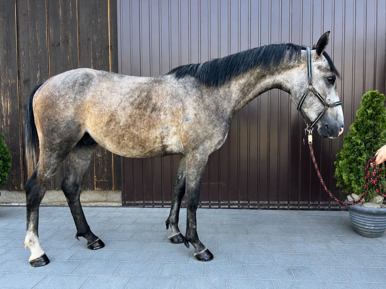 Classic Pony Ruin 3 Jaar 150 cm Brown Falb schimmel in Helpfa