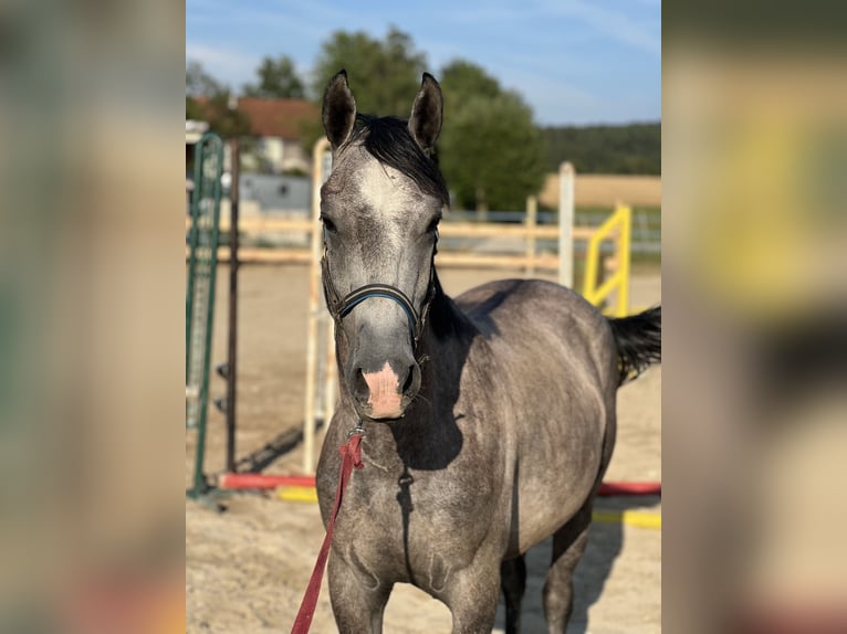 Classic Pony Ruin 3 Jaar 150 cm Brown Falb schimmel in Helpfa
