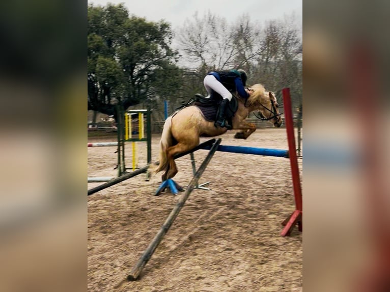 Classic Pony Ruin 4 Jaar 125 cm Palomino in Moralzarzal