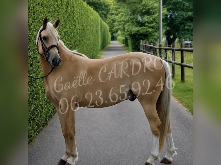 Classic Pony Ruin 4 Jaar 148 cm Palomino in LIVAROT