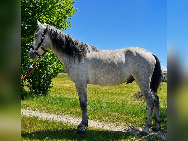 Classic Pony Ruin 4 Jaar 150 cm Brown Falb schimmel in Helpfau