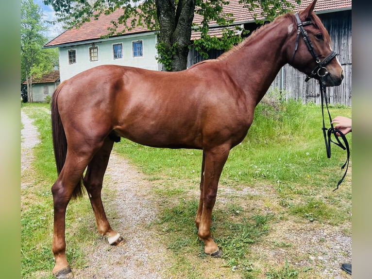 Classic Pony Ruin 4 Jaar 155 cm  in Uttendorf