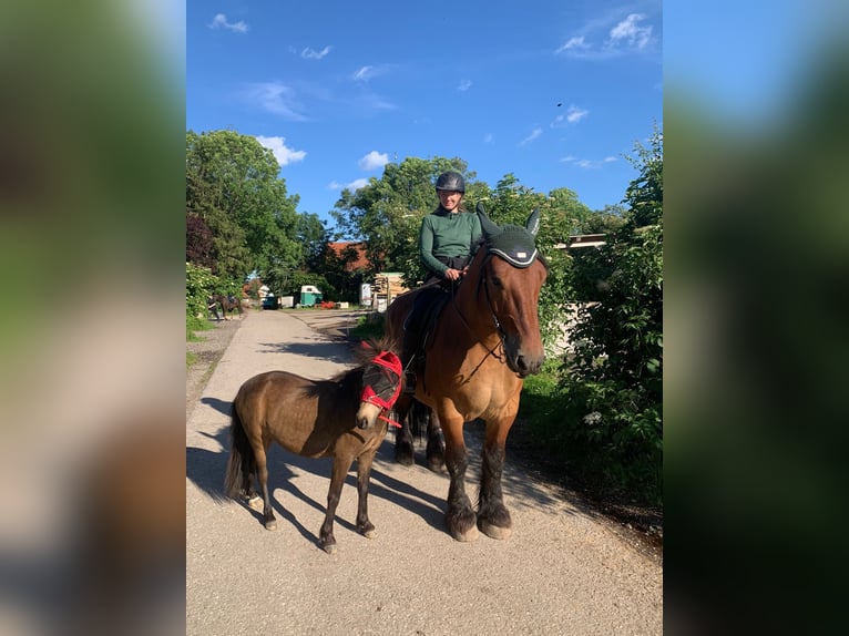 Classic Pony Ruin 5 Jaar 103 cm Donkerbruin in Weil
