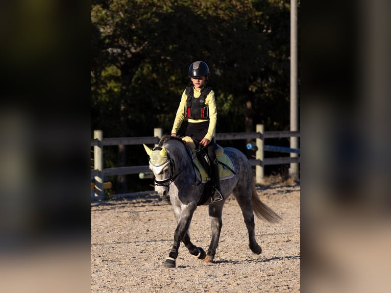 Classic Pony Ruin 5 Jaar 124 cm Schimmel in Xabia/Javea