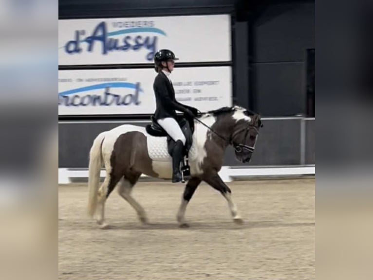 Classic Pony Ruin 5 Jaar 140 cm Gevlekt-paard in Zuienkerke