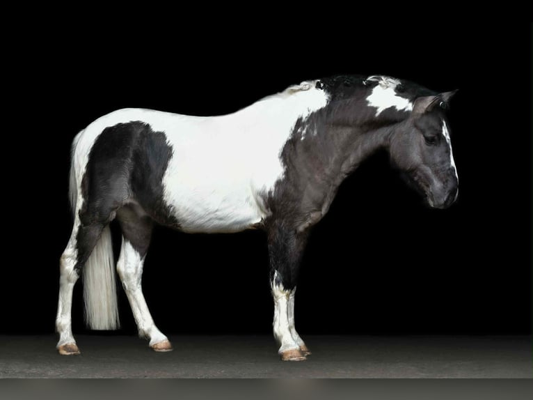 Classic Pony Ruin 5 Jaar 140 cm Gevlekt-paard in Zuienkerke