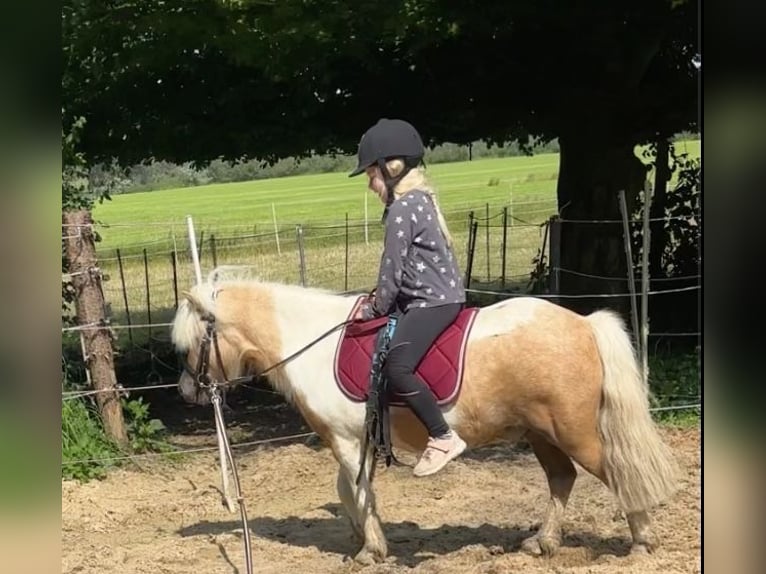 Classic Pony Ruin 6 Jaar 110 cm Palomino in Loxstedt