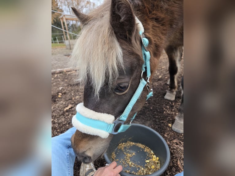 Classic Pony Ruin 6 Jaar 120 cm Donkere-vos in Weimar
