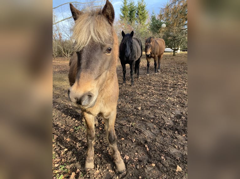 Classic Pony Ruin 6 Jaar 120 cm Donkere-vos in Weimar
