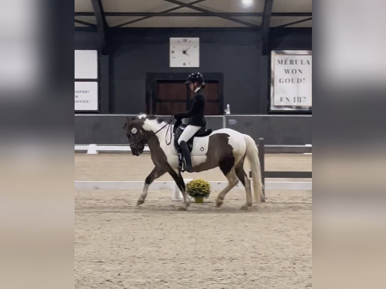 Classic Pony Ruin 6 Jaar 140 cm Gevlekt-paard in Zuienkerke