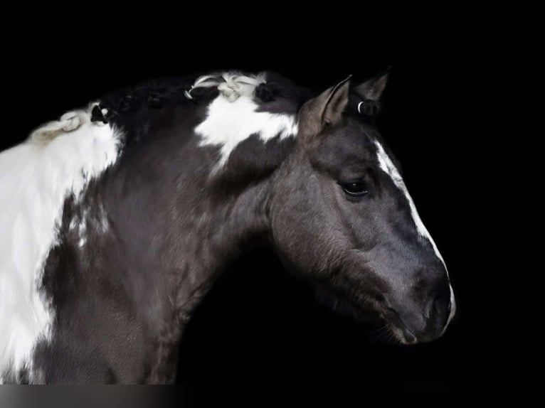Classic Pony Ruin 6 Jaar 140 cm Gevlekt-paard in Zuienkerke