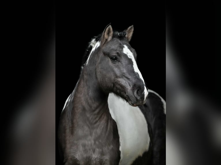 Classic Pony Ruin 6 Jaar 140 cm Gevlekt-paard in Zuienkerke