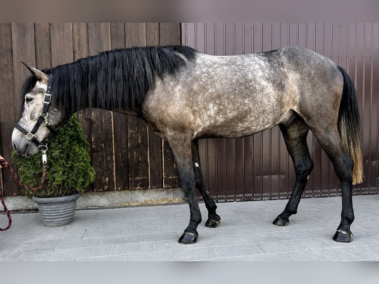 Classic Pony Ruin 6 Jaar 155 cm Blauwschimmel in Helpfau