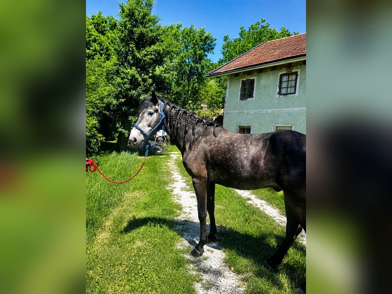 Classic Pony Ruin 6 Jaar 155 cm Blauwschimmel in Helpfau