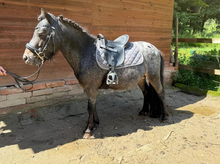 Classic Pony Ruin 7 Jaar 105 cm Appaloosa in Sinsheim