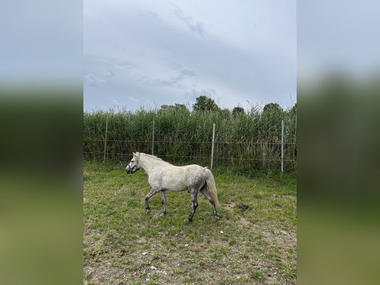 Classic Pony Ruin 7 Jaar 125 cm Schimmel in Egglham