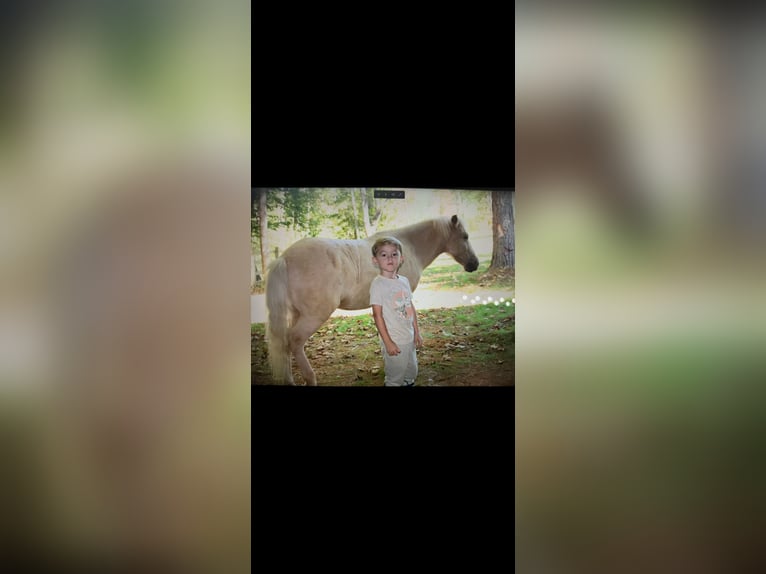 Classic Pony Ruin 8 Jaar 152 cm Wit in Athens