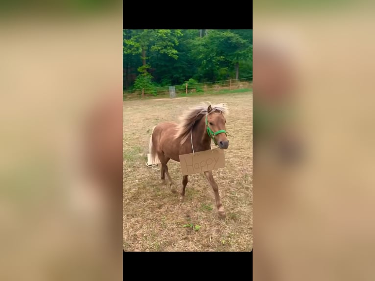 Classic Pony Mix Ruin 8 Jaar 95 cm Brown Falb schimmel in Aufseß