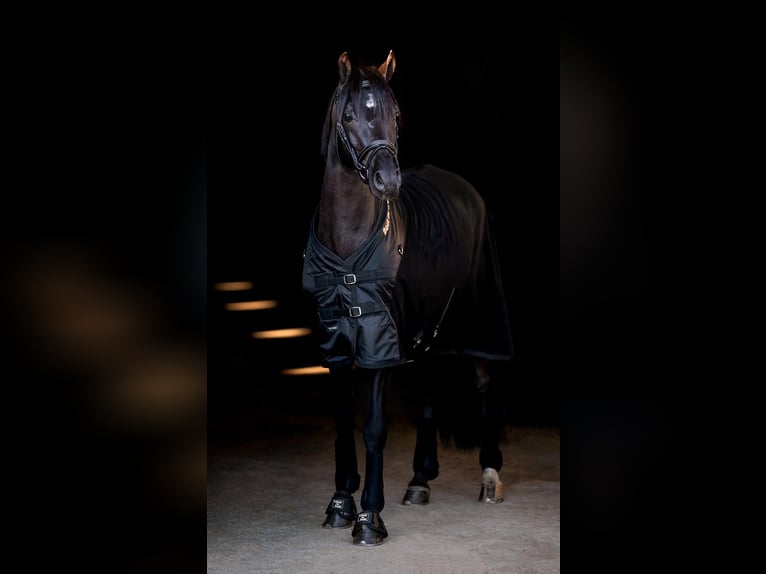 Classic Pony Ruin 9 Jaar 144 cm Zwart in Västerås