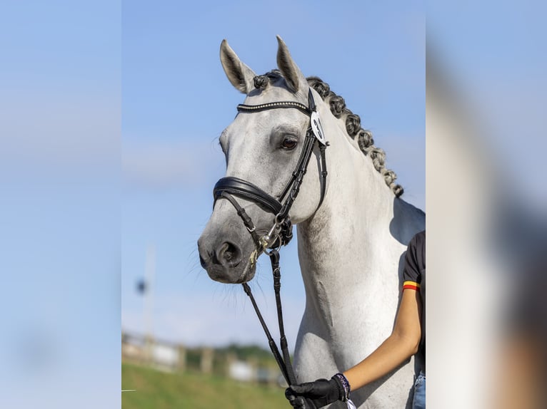 Classic Pony Ruin 9 Jaar 149 cm Schimmel in Castalla