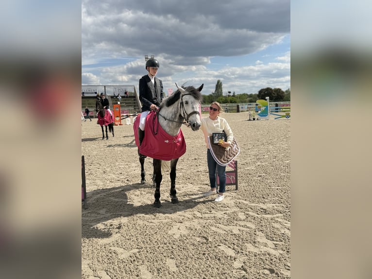 Classic Pony Ruin 9 Jaar 149 cm Schimmel in Ballancourt-sur-Essonne