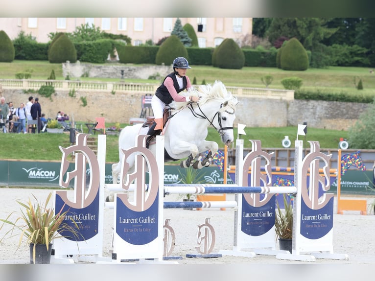 Classic Pony Mix Stallion 10 years 14,1 hh Grey in Montpellier
