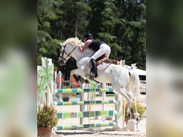 Classic Pony Mix Stallion 10 years 14,1 hh Grey in Montpellier